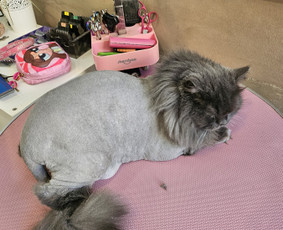 &Scaron;unų ir kačių nagų karpymas - &Scaron;unų, kačių - kirpimas, maudymas, nukailinimas - 2