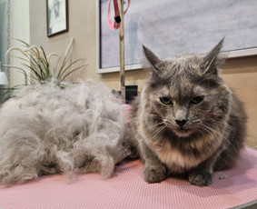 &Scaron;unų, kačių kirpyklos - &Scaron;unų, kačių - kirpimas, maudymas, nukailinimas - 3