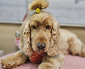 &Scaron;unų ir kačių nagų karpymas - &Scaron;unų, kačių - kirpimas, maudymas, nukailinimas - 1