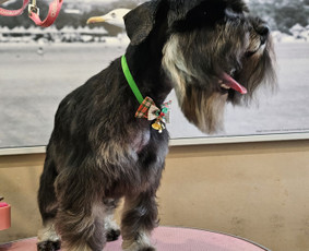 &Scaron;unų, kačių kirpyklos - &Scaron;unų, kačių - kirpimas, maudymas, nukailinimas - 1