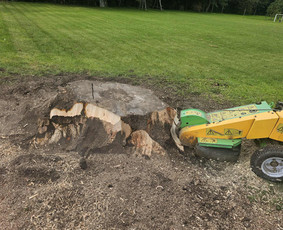Kelmų naikinimas, frezavimas - Avarinių ir kitų medžių pjovimas, mažų sklypų tvarkymas - 1