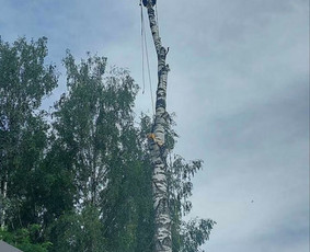 Avarinių ir kitų medžių pjovimas, mažų sklypų tvarkymas / MB Krūmamedis / Darbų pavyzdys ID 4253749
