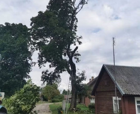 Avarinių medžių pjovimas - Avarinių ir kitų medžių pjovimas, mažų sklypų tvarkymas - 4