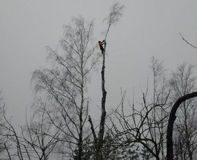 Aplinkos tvarkymas, apželdinimas - Avarinių ir kitų medžių pjovimas, mažų sklypų tvarkymas - 4