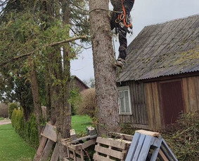 Aplinkos tvarkymas, apželdinimas - Avarinių ir kitų medžių pjovimas, mažų sklypų tvarkymas - 3