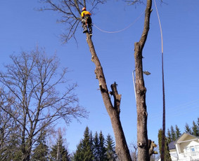 Aplinkos tvarkymas, apželdinimas - Avarinių ir kitų medžių pjovimas, mažų sklypų tvarkymas - 2
