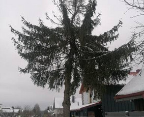 Pjaunu medžius, gyvatvores, tujas ir kitą augmeniją / Darius Rimšelis / Darbų pavyzdys ID 4254759