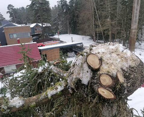 Pjaunu medžius, gyvatvores, tujas ir kitą augmeniją / Darius Rimšelis / Darbų pavyzdys ID 4254761
