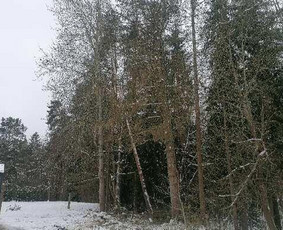Pjaunu medžius, gyvatvores, tujas ir kitą augmeniją / Darius Rimšelis / Darbų pavyzdys ID 4254763