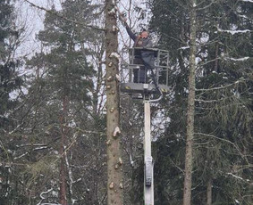 Pjaunu medžius, gyvatvores, tujas ir kitą augmeniją / Darius Rimšelis / Darbų pavyzdys ID 4254765