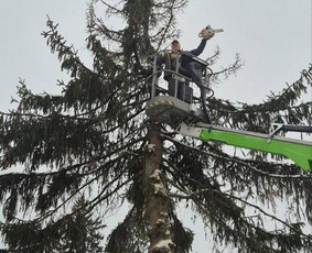 Pjaunu medžius, gyvatvores, tujas ir kitą augmeniją / Darius Rimšelis / Darbų pavyzdys ID 4254769