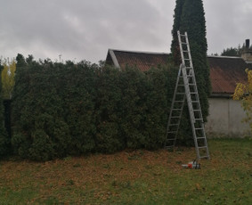 Pjaunu medžius, gyvatvores, tujas ir kitą augmeniją / Darius Rimšelis / Darbų pavyzdys ID 4254779