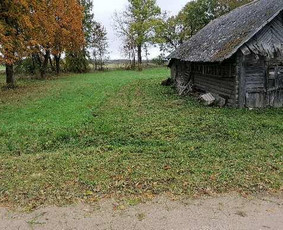 Pjaunu medžius, gyvatvores, tujas ir kitą augmeniją / Darius Rimšelis / Darbų pavyzdys ID 4254785