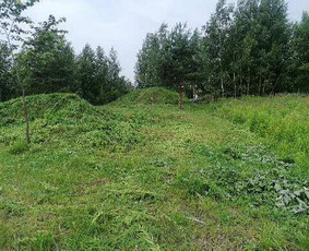 &Scaron;akų smulkinimas - Pjaunu medžius, gyvatvores, tujas ir kitą augmeniją - 3