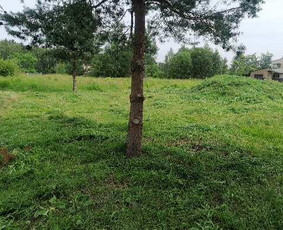 &Scaron;akų smulkinimas - Pjaunu medžius, gyvatvores, tujas ir kitą augmeniją - 2