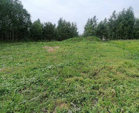 &Scaron;akų smulkinimas - Pjaunu medžius, gyvatvores, tujas ir kitą augmeniją - 1