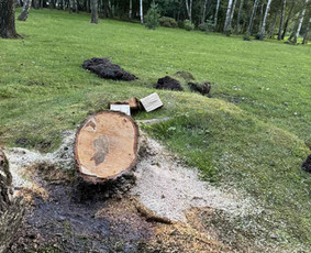 Tradiciniai amatai - Kelmu frezavimas, naikinimas - 3