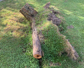 Tradiciniai amatai - Kelmu frezavimas, naikinimas - 2