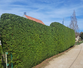 Aplinka, sodas - Genėjimo Darbai - 1