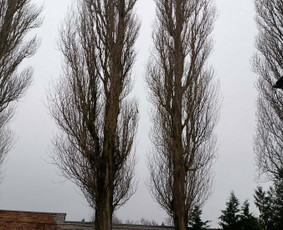 Arboristo paslaugos: medžių pjovimas/genėjimas / Tomas Damulis / Darbų pavyzdys ID 4258639