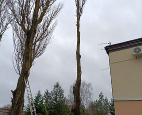 Arboristo paslaugos: medžių pjovimas/genėjimas / Tomas Damulis / Darbų pavyzdys ID 4258645
