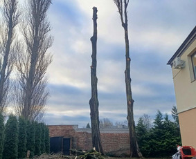 Arboristo paslaugos: medžių pjovimas/genėjimas / Tomas Damulis / Darbų pavyzdys ID 4258651