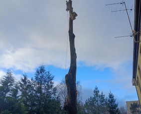 Arboristo paslaugos: medžių pjovimas/genėjimas / Tomas Damulis / Darbų pavyzdys ID 4258653