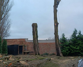 Arboristo paslaugos: medžių pjovimas/genėjimas / Tomas Damulis / Darbų pavyzdys ID 4258655