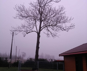 Arboristo paslaugos: medžių pjovimas/genėjimas / Tomas Damulis / Darbų pavyzdys ID 4258657