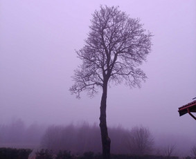 Arboristo paslaugos: medžių pjovimas/genėjimas / Tomas Damulis / Darbų pavyzdys ID 4258659