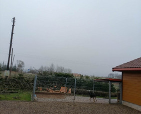 Arboristo paslaugos: medžių pjovimas/genėjimas / Tomas Damulis / Darbų pavyzdys ID 4258661