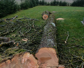 Tradiciniai amatai - Arboristo paslaugos: medžių pjovimas/genėjimas - 4