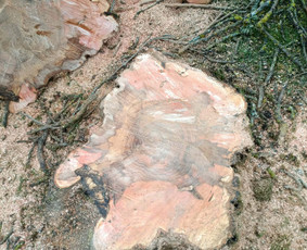 Tradiciniai amatai - Arboristo paslaugos: medžių pjovimas/genėjimas - 3