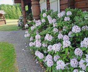 Renginiai, &scaron;ventės - Rąstinės sodybos nuoma - 2