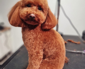 &Scaron;unų ir kačių nagų karpymas - &Scaron;unų ir kačių kirpimas Kaune - 1