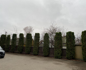 Gyvatvorių karpymas - Kra&scaron;tovaizdžio projektavimas, apželdinimas - 4