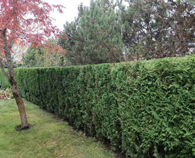 Kraštovaizdžio projektavimas, apželdinimas / MB MAMAFLORA / Darbų pavyzdys ID 4267305