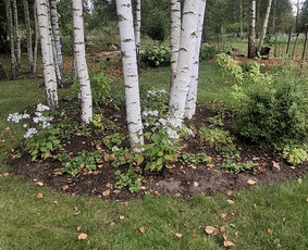 Sodų/želdynų formavimas, priežiūra ir vystymas / Jurgita Mieliauskaitė / Darbų pavyzdys ID 4268405