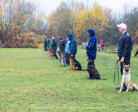 &Scaron;unų, kačių kirpyklos - Baltijos Kinologijos Centras - 3