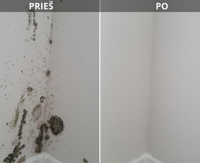 Buitinės paslaugos - Pelėsio/trobagrybio naikinimas visoje Lietuvoje - 4