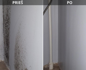 Buitinės paslaugos - Pelėsio/trobagrybio naikinimas visoje Lietuvoje - 3