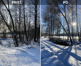 Medžių genėjimas, pjovimas - Sklypų tvarkymas: medžių ir krūmų pjovimas su i&scaron;vežimu. - 1