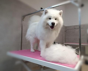 &Scaron;unų, kačių kirpyklos - &Scaron;unų kirpimas/nukailinimas Kaune - 1