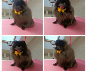 &Scaron;unų, kačių kirpyklos - &Scaron;unų kirpimas/nukailinimas Kaune - 2