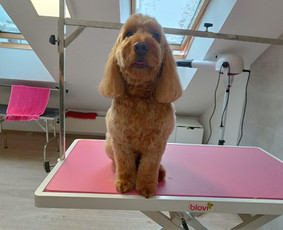 &Scaron;unų, kačių kirpyklos - &Scaron;unų kirpimas/nukailinimas Kaune - 3