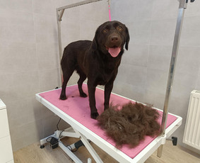 &Scaron;unų, kačių kirpyklos - &Scaron;unų kirpimas/nukailinimas Kaune - 4