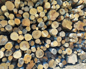 Malkos: gamyba, pristatymas - Beržo malkos. Stambios, lygios. - 1