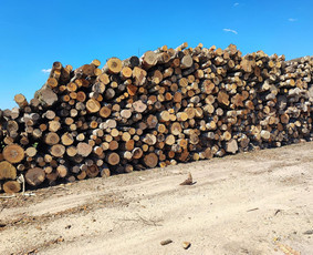 Malkos: gamyba, pristatymas - Beržo malkos. Stambios, lygios. - 2