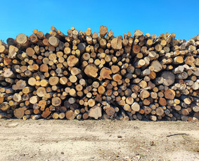 Malkos: gamyba, pristatymas - Beržo malkos. Stambios, lygios. - 3