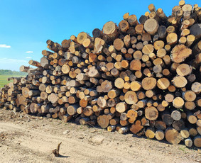 Malkos: gamyba, pristatymas - Beržo malkos. Stambios, lygios. - 4